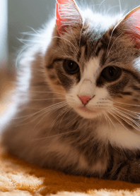 nyanko great runaway#cexam019