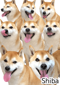 shibainu and daily life 13