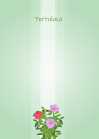 July's birth flower,Portulaca