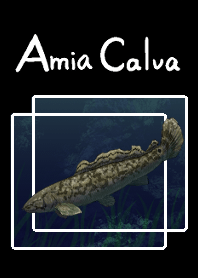 弓鰭魚（Amia calva）