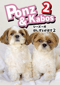 シーズー犬ぽんずとかぼす2