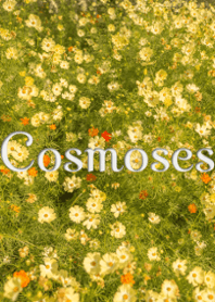 cosmoses ver.2