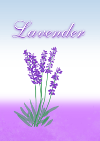Lavender fields dyed purple