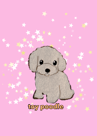 toy poodle !