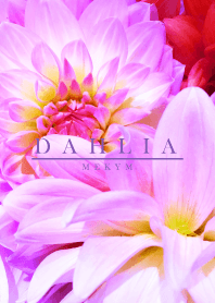 DAHLIA 3 -MEKYM-