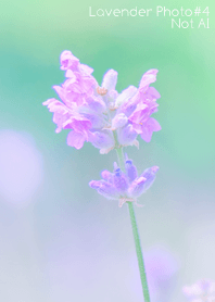 Lavender Photo #4-8 NotAI