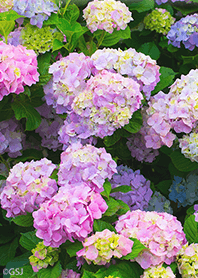 治癒的繡球花♪