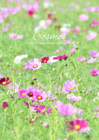 -- Cosmos -- 8