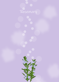 September's birth flower, Rosemary