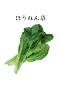 Domestic spinach 16