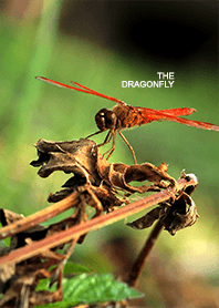 THE DRAGONFLY