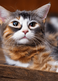 Nyanko Great Runaway#BPUX03.