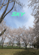 Sky12 Sakura