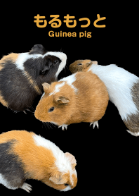 "Guinea pig 1" theme