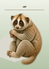 Looking Up Slow Loris