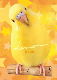 セキセイインコ レモン "星オレンジ"
