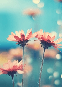 flowers there