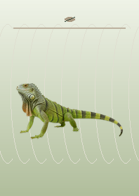 Green Iguana in Fresh Green