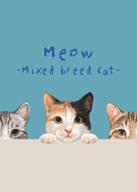 Meow -Mixed breed cat 01- TURQUOISE BLUE