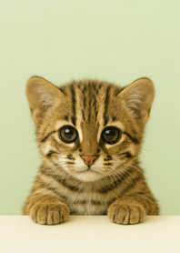 タイワンヤマネコ｜ちょこん子猫.6