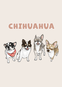 chihuahua3 / cream