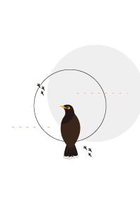 Simple bird life