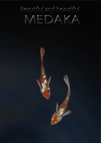 Beautiful and beautiful MEDAKA