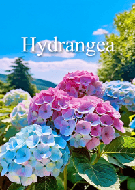 Hydrangea vol.1