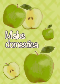 Malus domestica 2