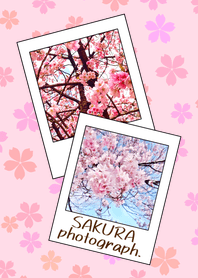 桜の写真。