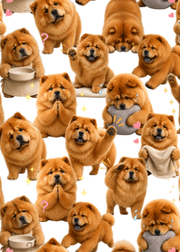 可愛鬆獅犬 白色