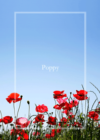 The poppies trembling in the breeze