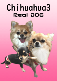 リアルDOG チワワの梅子と花子と蘭子