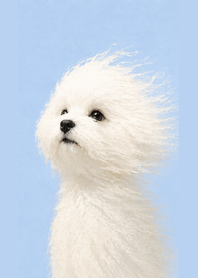 風中的白色小犬