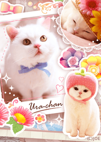 Beautiful cat Ura-chan