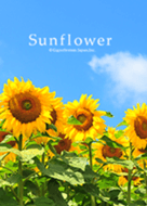 Theme of Sun Flowers