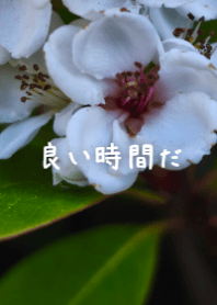 Delicate White Blooms