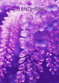 FUJINOHANA-hisatoto 9