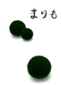 まりも。