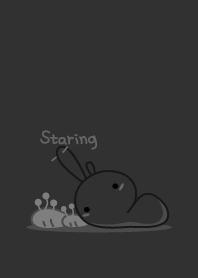 rabbit staring-17