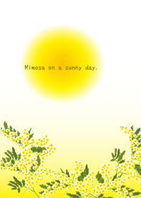 Mimosa on a sunny day.