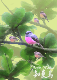 I Love Pink Robin(3)