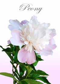 Beautiful peony