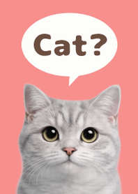 British Shorthair Simples 3 Red 01