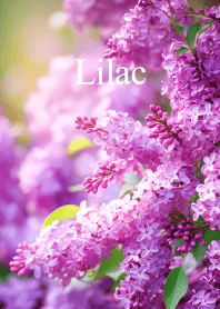 ライラック vol.8