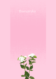 October's birth flower, Bouvardia