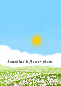 Sunshine & flower plant