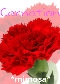 *Flower* Carnation #04-7
