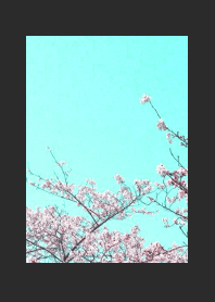CHERRY BLOSSOMS & BLUE SKY/CHARCOAL GREY