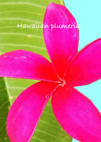 Hawaiian plumeria flower theme